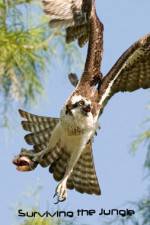 Watch National Geographic: Wild Surviving The Jungle M4ufreemovies