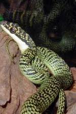 Watch National Geographic Snakes that Fly M4ufreemovies