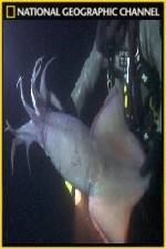 Watch National Geographic Hooked Squid Invasion M4ufreemovies