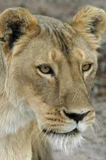 Watch Last Lioness: National Geographic M4ufreemovies