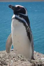Watch National Geographic Wild Chronicles: Penguins M4ufreemovies