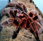 Watch Spidermania (TV Special 2002) M4ufreemovies