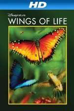 Watch Pollen M4ufreemovies