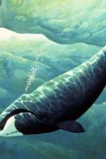 Watch Nature Fellowship of the Whales M4ufreemovies