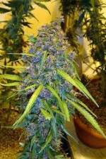 Watch Marijuana: It’s Time for a Conversation M4ufreemovies