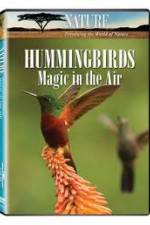 Watch Hummingbirds Magic in the Air M4ufreemovies