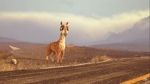 Watch Caminandes: Llama Drama (Short 2014) M4ufreemovies