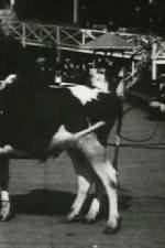 Watch Rube and Mandy at Coney Island M4ufreemovies