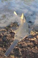 Watch National Geographic Hooked: Chainsaw Fish M4ufreemovies