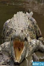 Watch National Geographic Mother Croc M4ufreemovies