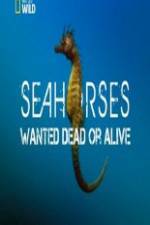 Watch National Geographic - Wild Seahorses Wanted Dead Or Alive M4ufreemovies