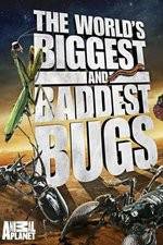 Watch Worlds Biggest and Baddest Bugs M4ufreemovies