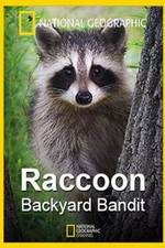 Watch Raccoon: Backyard Bandit M4ufreemovies