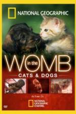 Watch National Geographic In The Womb Cats M4ufreemovies