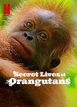 Watch Secret Lives of Orangutans M4ufreemovies