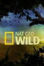 Watch Wild Tiger Queen M4ufreemovies