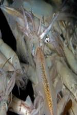 Watch Squids: Love And Death In One Night M4ufreemovies