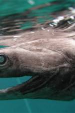 Watch Dinoshark M4ufreemovies