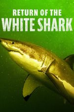 Watch Return of the White Shark M4ufreemovies