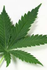 Watch Weed M4ufreemovies