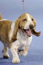 Watch Pedigree Dogs Exposed M4ufreemovies