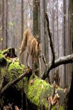 Watch National Geographic Wild Balkans M4ufreemovies