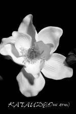 Watch Kataude M4ufreemovies