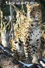 Watch National Geographic Leopard Queen M4ufreemovies