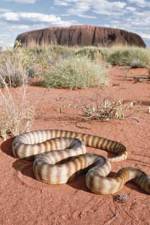Watch DEADLY PREDATORS.AUSTRALIAN PYTHONS M4ufreemovies