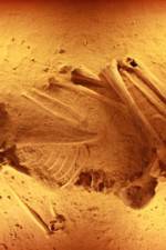 Watch Lost Cannibals of Europe M4ufreemovies