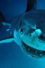 Watch National Geographic. Shark attacks investigated M4ufreemovies