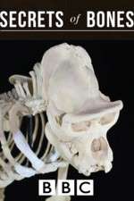 Watch Secrets of Bones M4ufreemovies