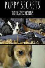 Watch Puppy Secrets: The First Six Months M4ufreemovies