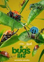 Watch A Real Bug's Life M4ufreemovies