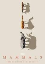Watch Mammals M4ufreemovies