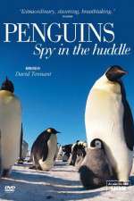 Watch Penguins Spy In The Huddle M4ufreemovies