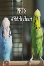 Watch Pets - Wild at Heart M4ufreemovies
