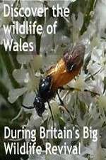 Watch Britain's Big Wildlife Revival M4ufreemovies