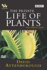 Watch The Private Life of Plants M4ufreemovies