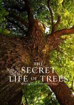 Watch The Secret Life of Trees M4ufreemovies