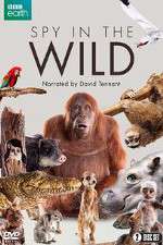 Watch Spy in the Wild M4ufreemovies