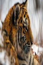 Watch Operation Snow Tiger M4ufreemovies