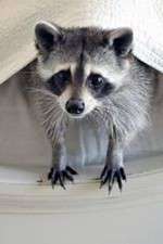 Watch Ingenious Animals M4ufreemovies