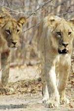 Watch Lion Country: Night and Day M4ufreemovies