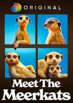 Watch Meet the Meerkats M4ufreemovies